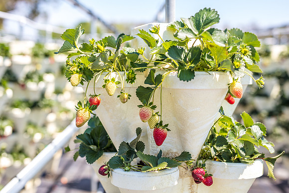 Strawberry-Farm-Orlando-3096