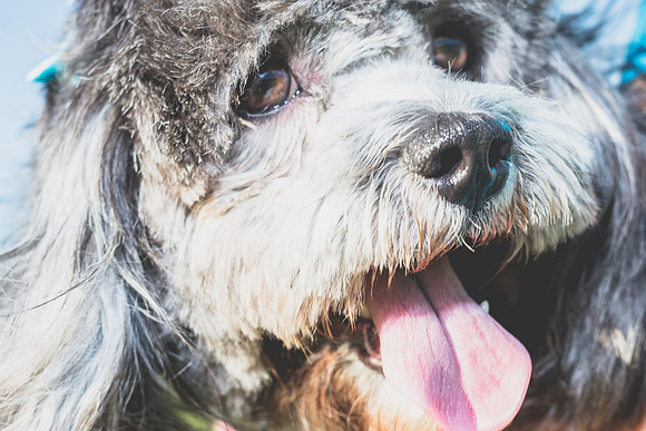 Eunice_Soccer_Session-0086_dog.jpg
