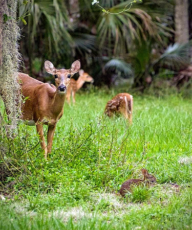 Celebration-nature-deer_3421