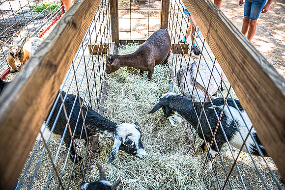 Green-Meadows-Farm-8974.jpg
