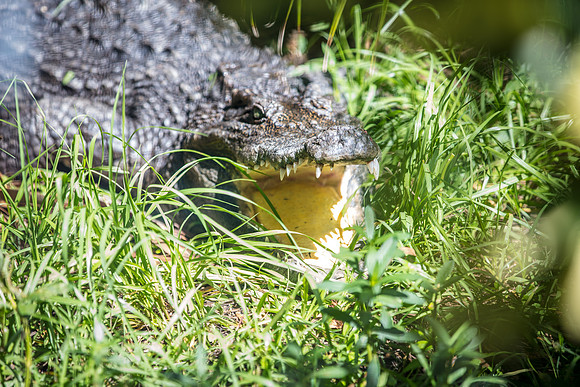 Wild Florida Airboats & Gator Park