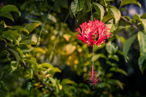 Leu Gardens Orlando