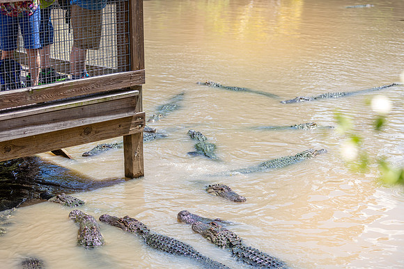 Wild Florida Airboats & Gator Park
