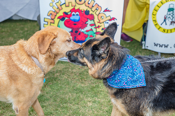 Celebration-Posh-Pooch-2242