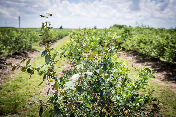 Southern-Hills-Blueberry-Farm-1353.jpg