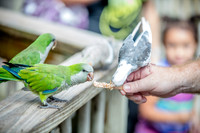 Wild Florida Airboats & Gator Park