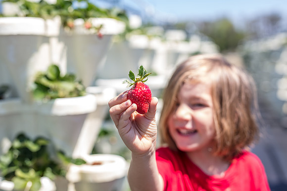 Strawberry-Farm-Orlando-3094