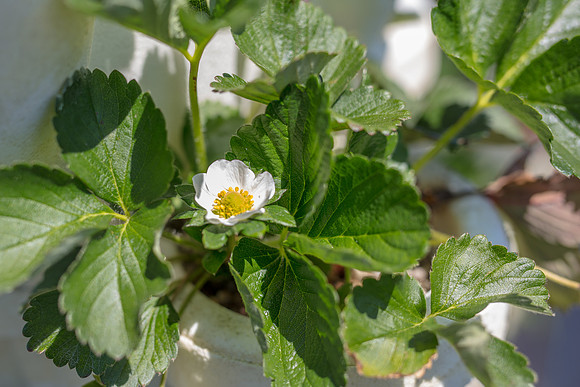 Strawberry-Farm-Orlando-3090