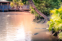 Wild Florida Airboats & Gator Park