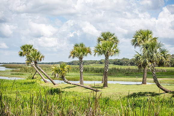 Wild Florida Airboats & Gator Park