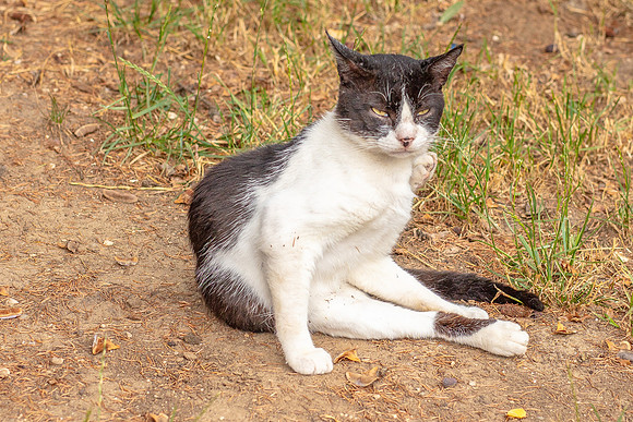 Crimea-Sevastopol-8829cat