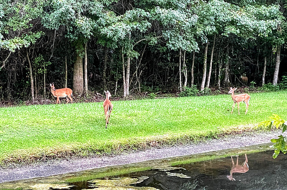 Celebration-nature-deer_5821
