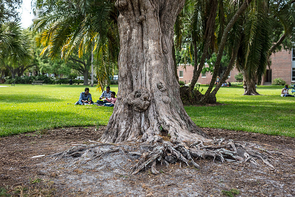 St-Patrick-Day-2019-Green-River-Fest-Tampa-8551tree