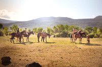 Crimea-Jeep-Tour-9130horses