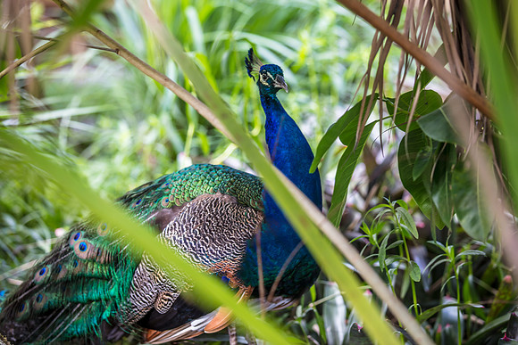 Wild Florida Airboats & Gator Park