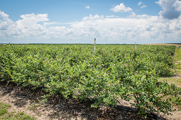 Southern-Hills-Blueberry-Farm-1356.jpg
