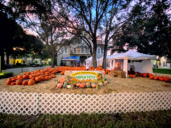 Celebration-Halloween-pumpkin-patch_8557
