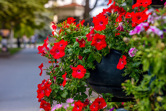 Crimea-Sevastopol-9009flower-
