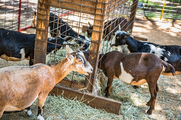 Green-Meadows-Farm-8970.jpg