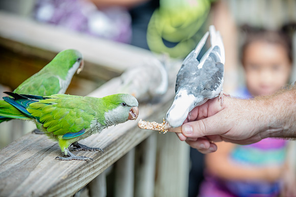 Wild Florida Airboats & Gator Park