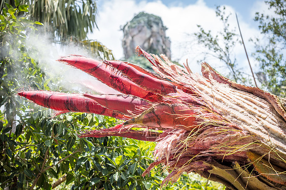 Pandora-Disney-Animal-Kingdom-2922.jpg