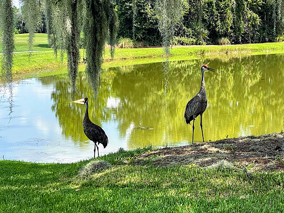 Celebration-nature-birds_5765
