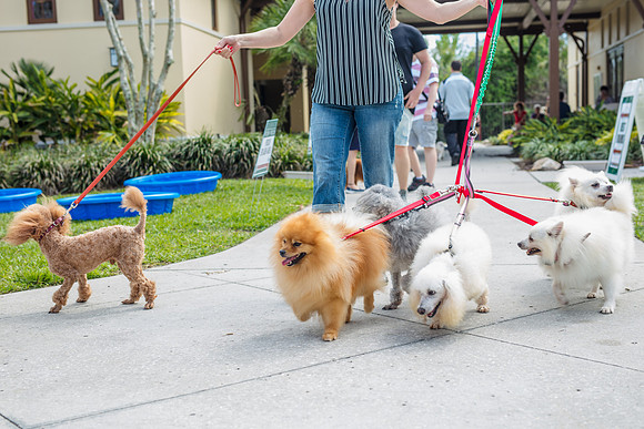 Celebration-Posh-Pooch-2328