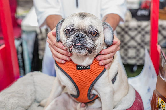 Celebration-Posh-Pooch-2245