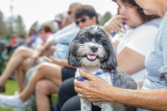 Celebration-Posh-Pooch-2240