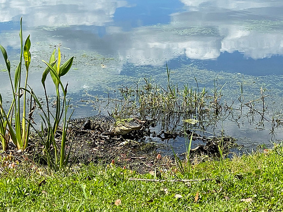 Celebration-nature-gator_7399