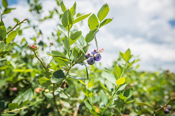 Southern-Hills-Blueberry-Farm-1392.jpg