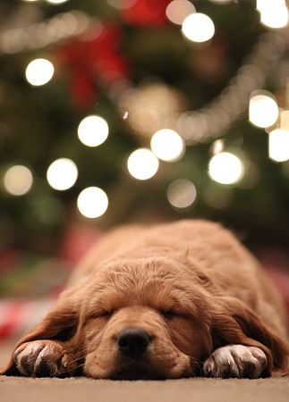 Christmas-dog-goVQ4tQXdOs