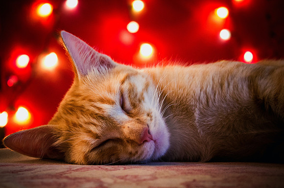 Christmas-ginger-cat-9Lj2i8B-iGY