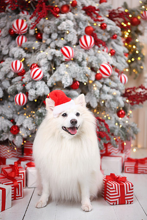 Christmas-yuliya-strizhkina-cartier-X6oaBOK_t6Y