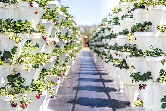 Strawberry-Farm-Orlando-3099