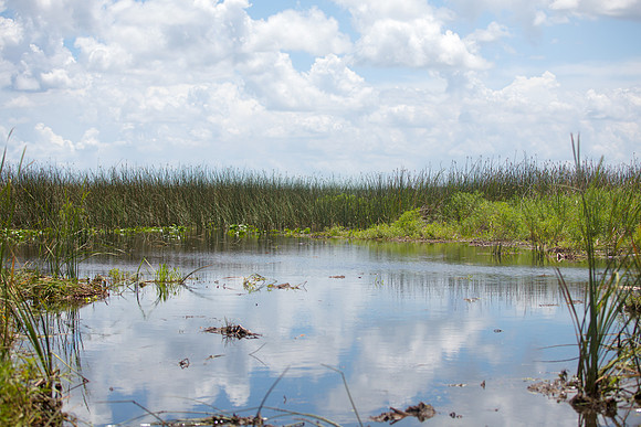 Wild Florida Airboats & Gator Park