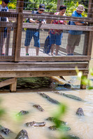 Wild Florida Airboats & Gator Park