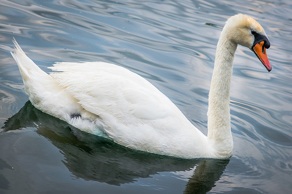 Orlando_LakeEola-4083.jpg