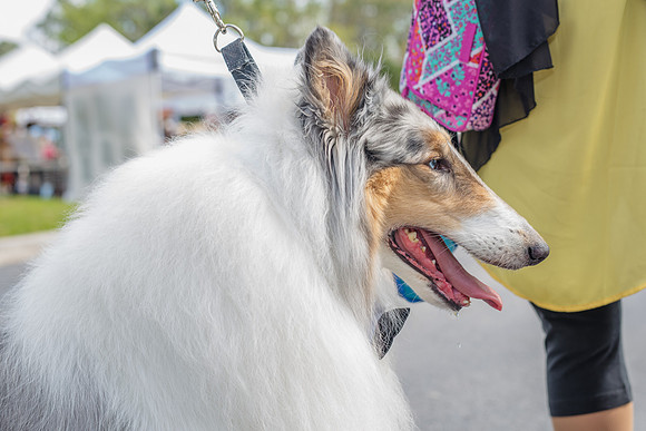 Celebration-Posh-Pooch-2316