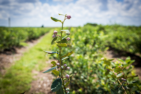 Southern-Hills-Blueberry-Farm-1355.jpg