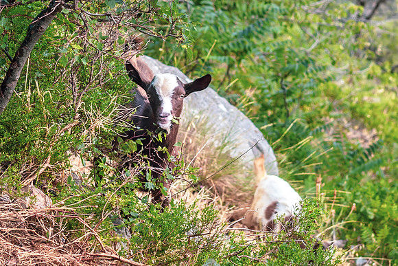 Crimea-Sevastopol-9089-2goat