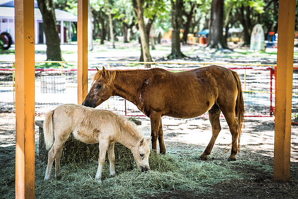 Green-Meadows-Farm-9158.jpg