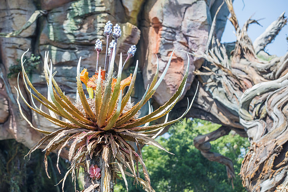 Pandora-Disney-Animal-Kingdom-2782.jpg