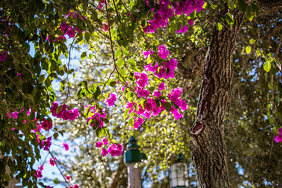 Celebration-nature_4093