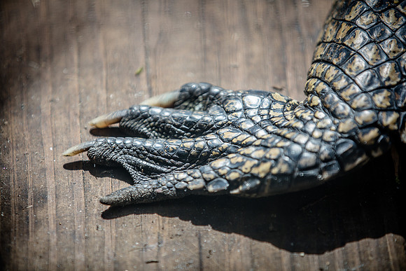 Wild Florida Airboats & Gator Park