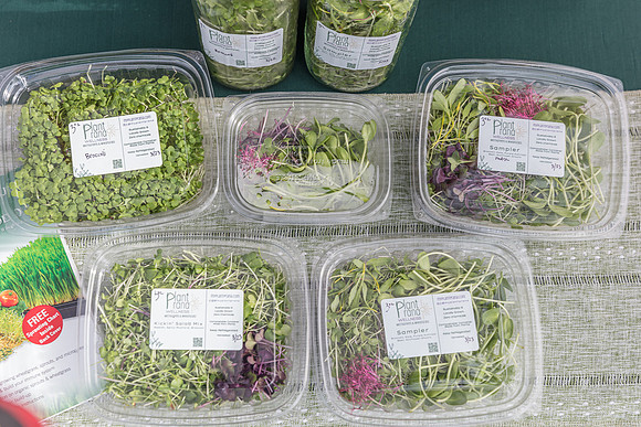 20240324-Plant-Prana-Wellness-7765