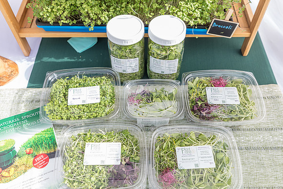 20240324-Plant-Prana-Wellness-7767
