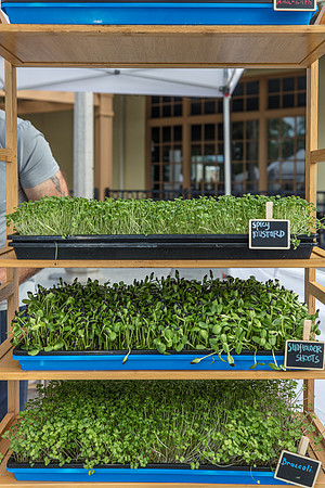 20240324-Plant-Prana-Wellness-7783