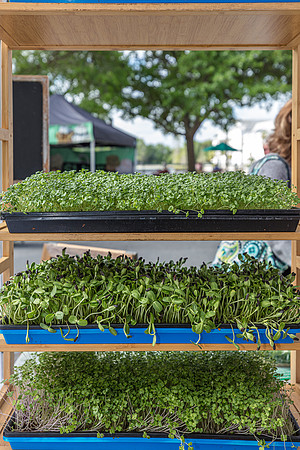 20240324-Plant-Prana-Wellness-7782