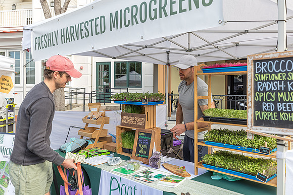 20240324-Plant-Prana-Wellness-7789